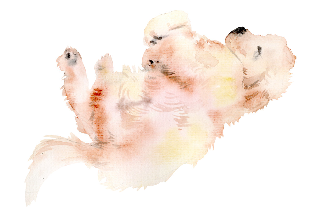 レトリーバー,ジアイーノ