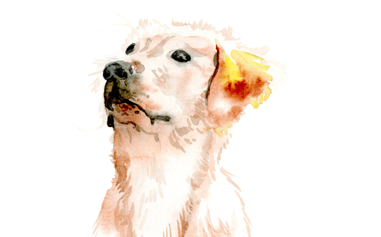 レトリーバー,ジアイーノ