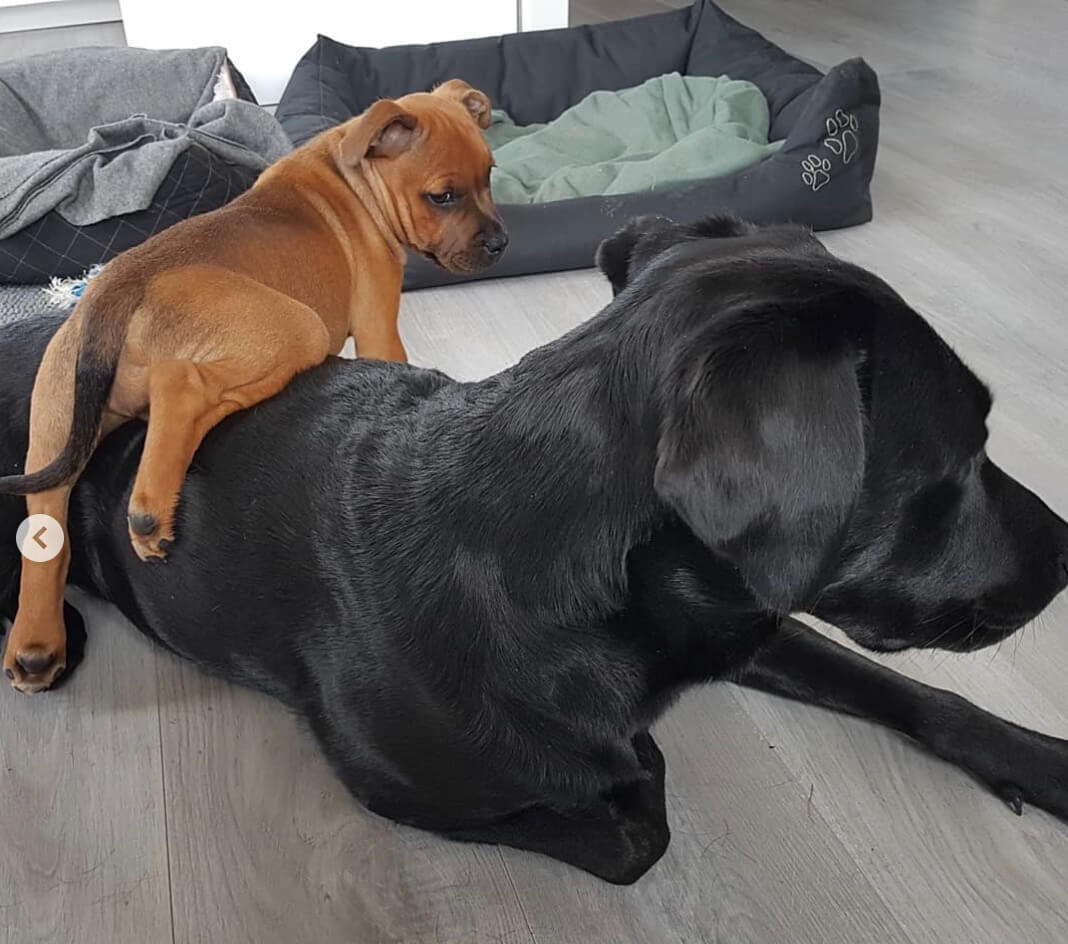 ラブラドールレトリーバー