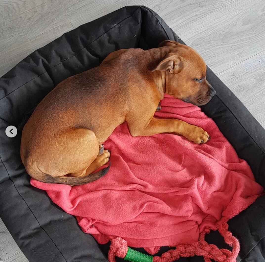 ラブラドールレトリーバー