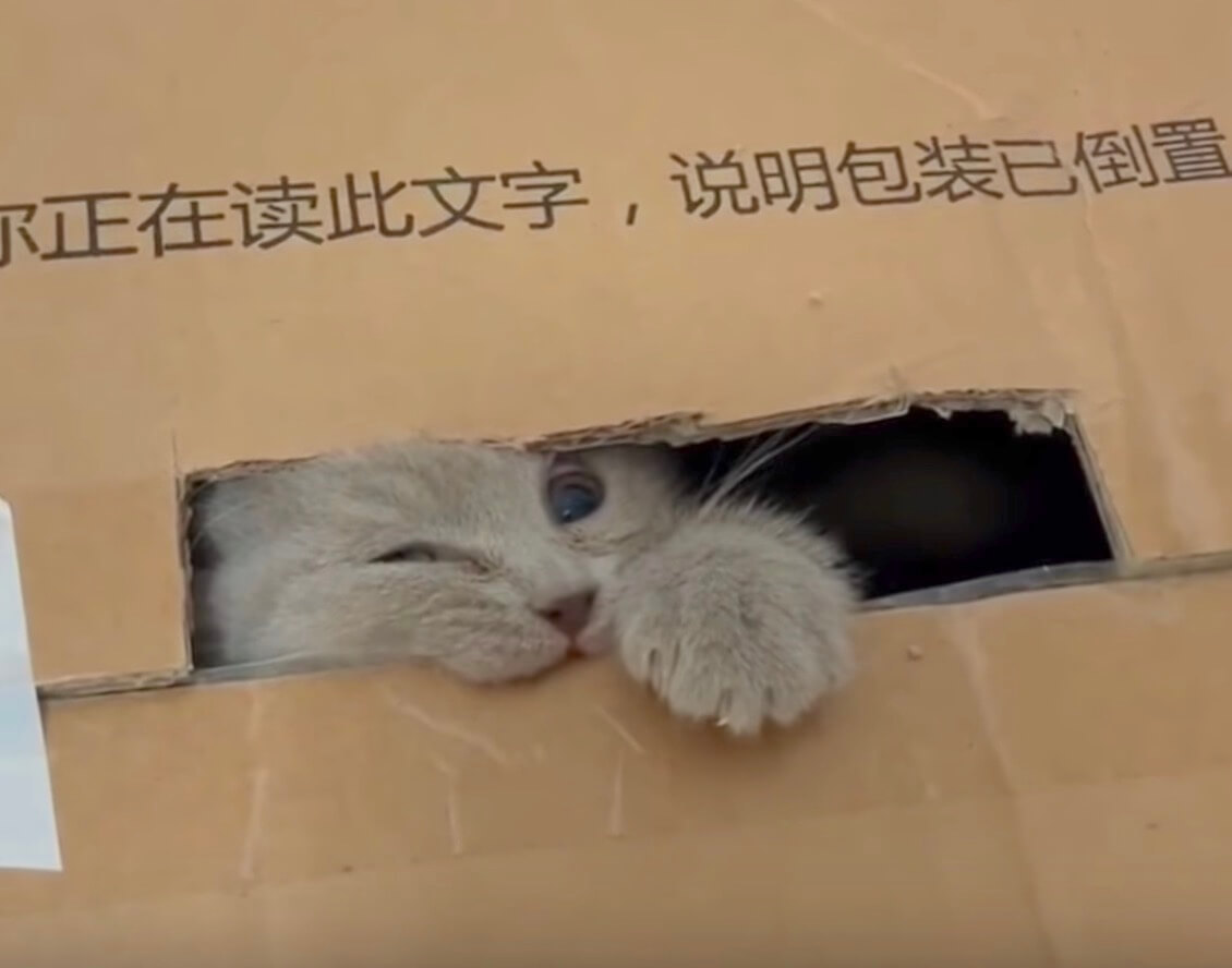 ゴールデンレトリーバー,動画