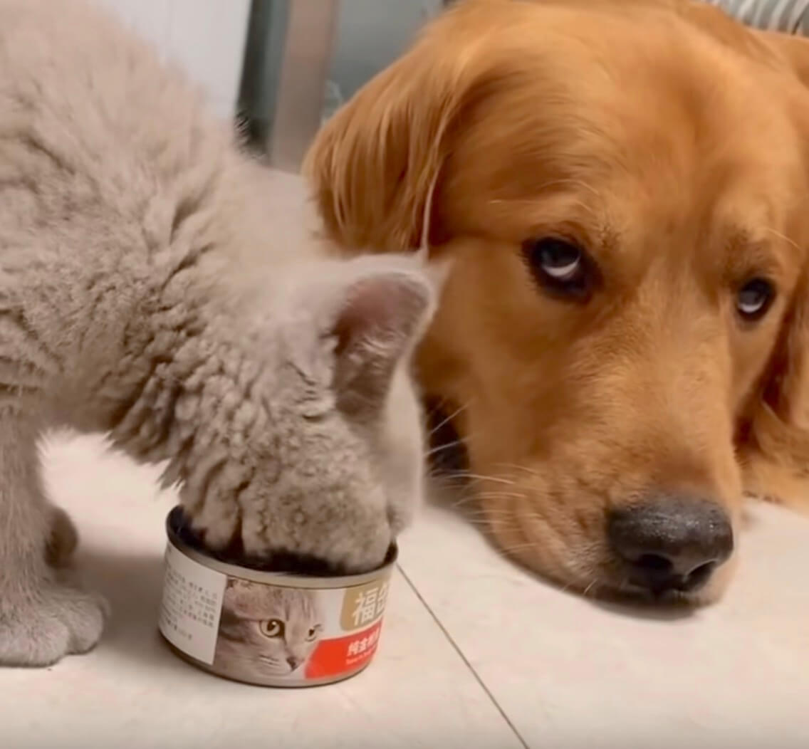 ゴールデンレトリーバー,動画