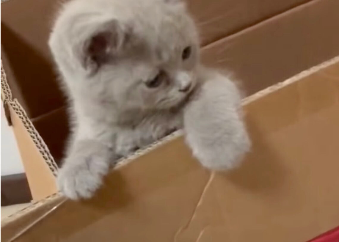 ゴールデンレトリーバー,動画