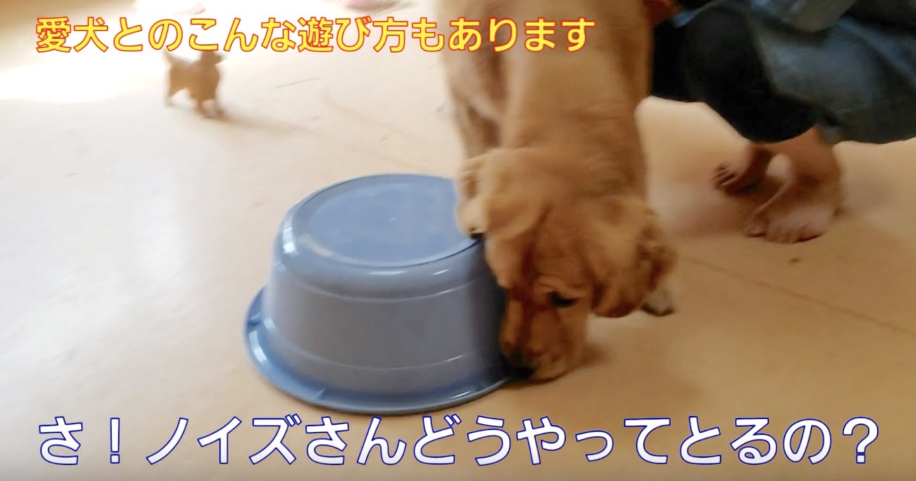 ゴールデンレトリーバー,動画