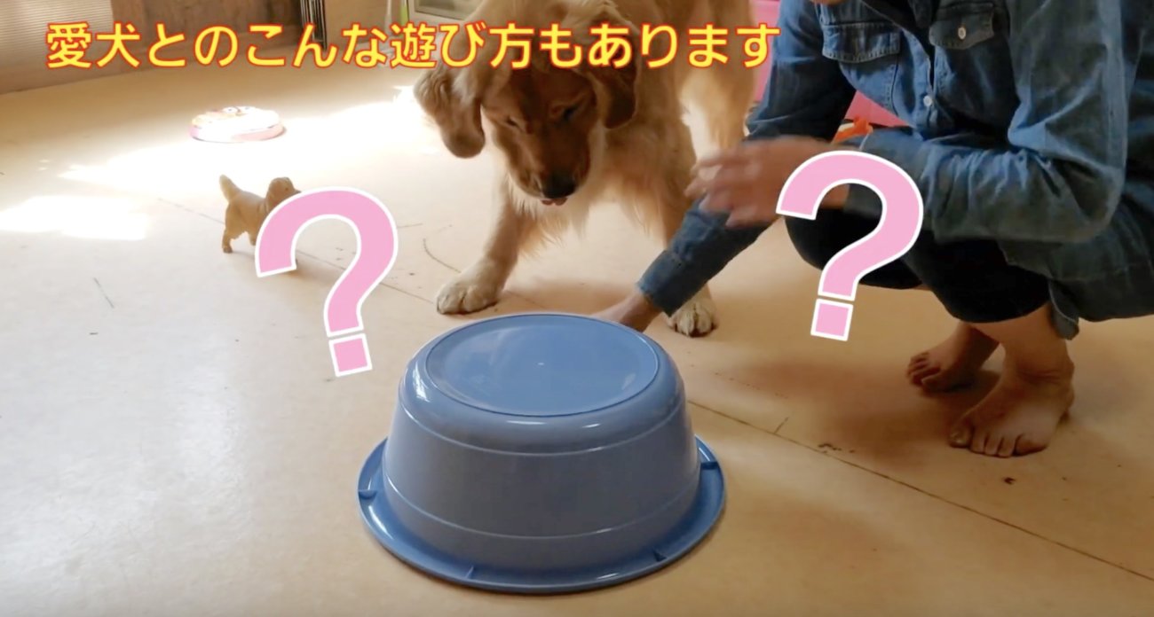 ゴールデンレトリーバー,動画