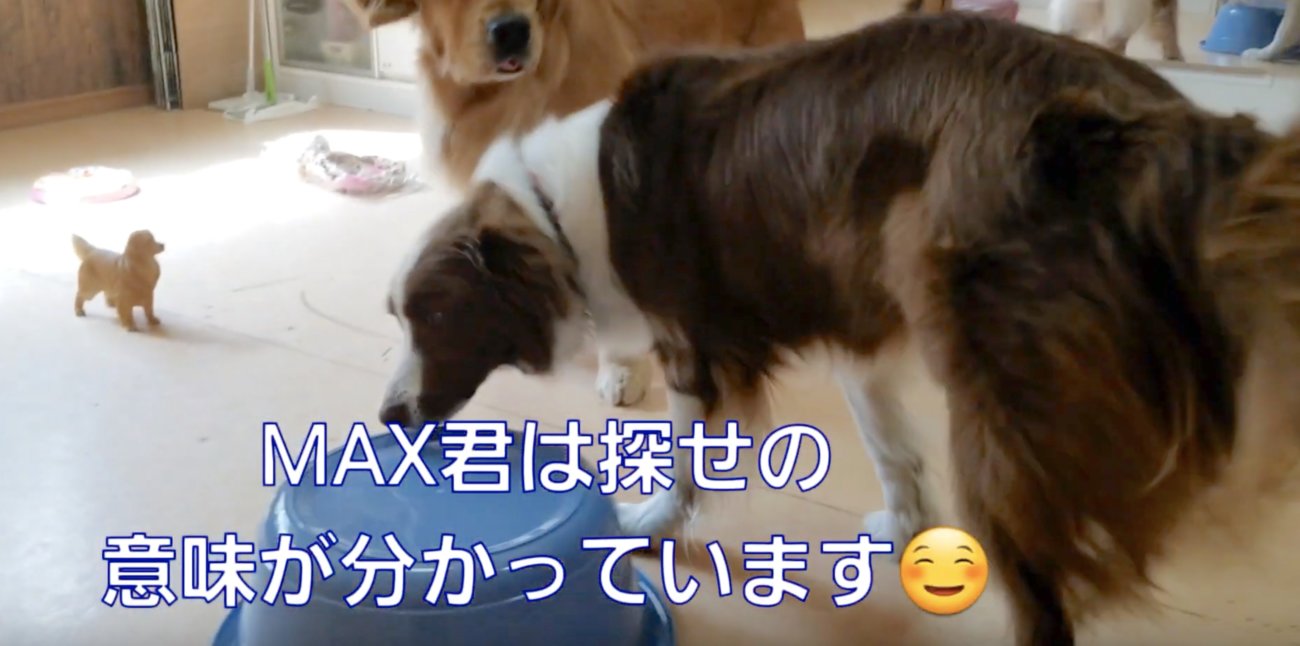 ゴールデンレトリーバー,動画