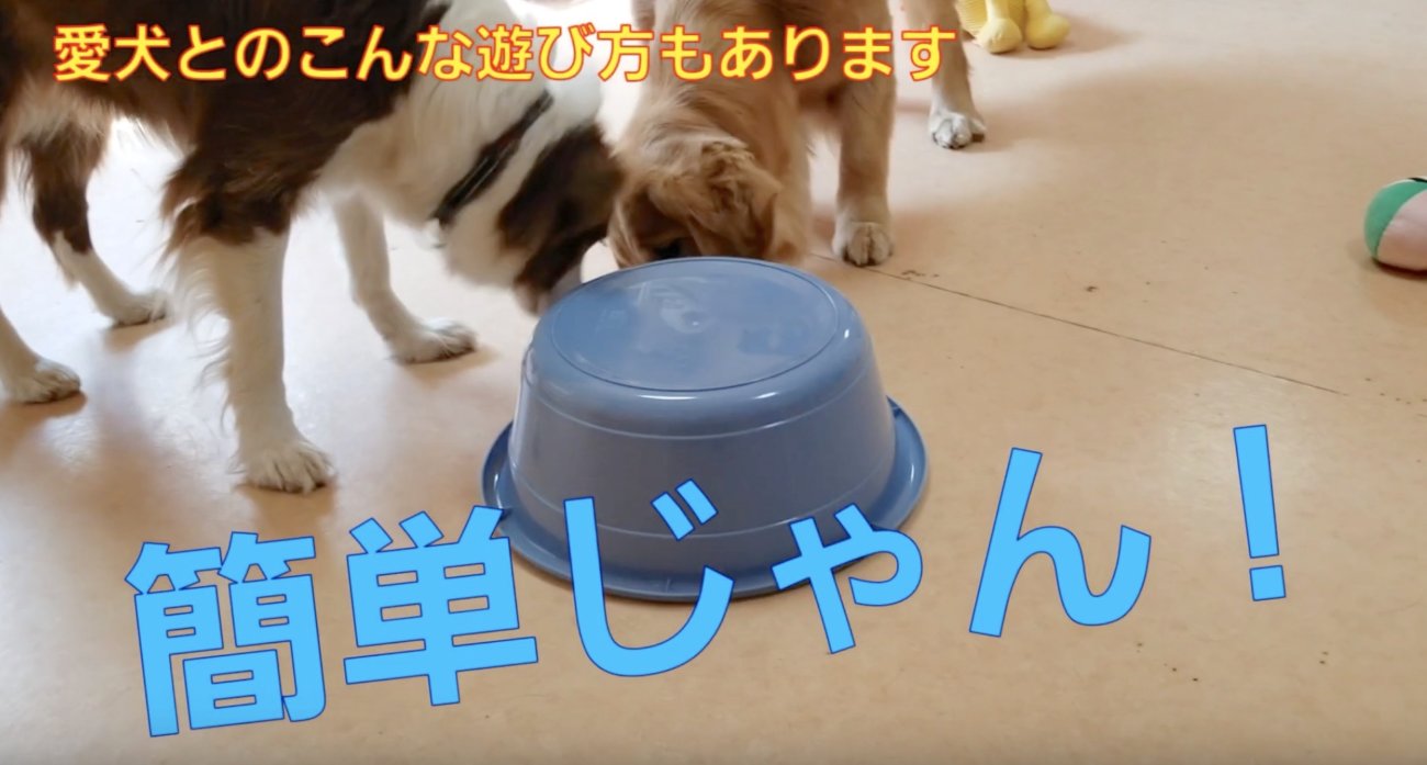 ゴールデンレトリーバー,動画