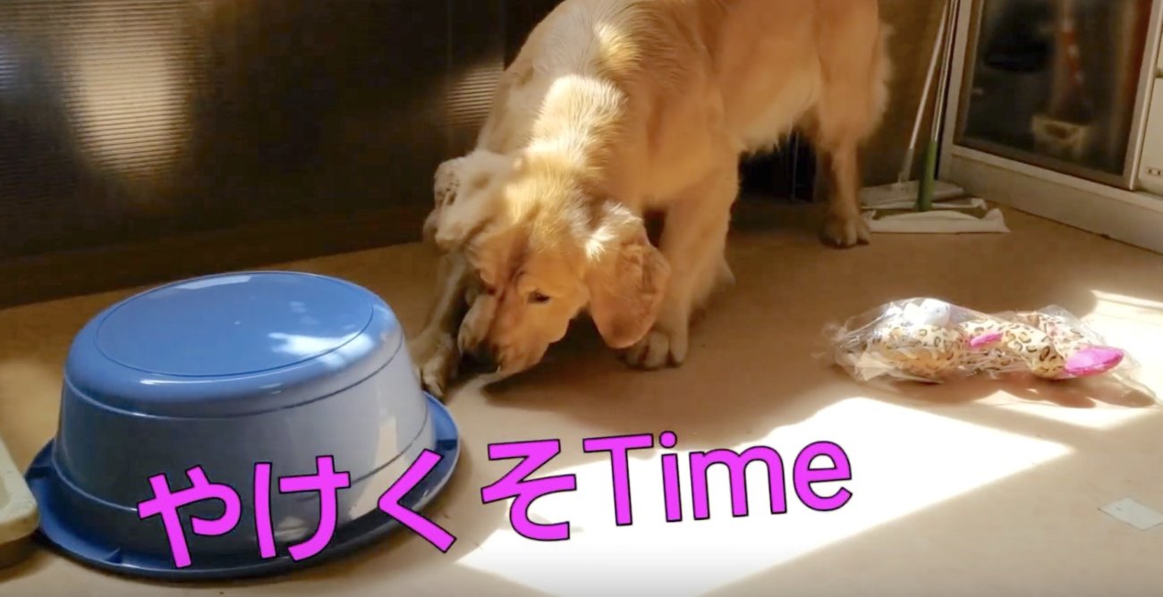 ゴールデンレトリーバー,動画