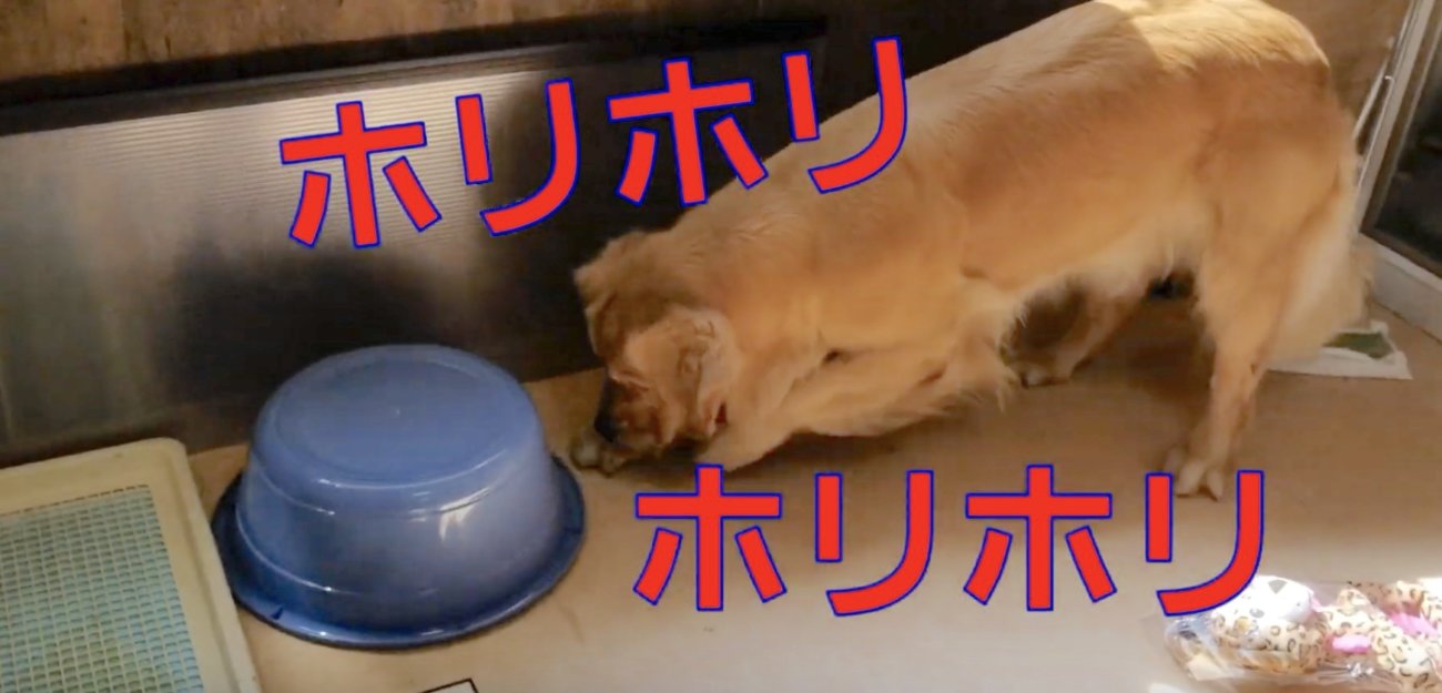 ゴールデンレトリーバー,動画