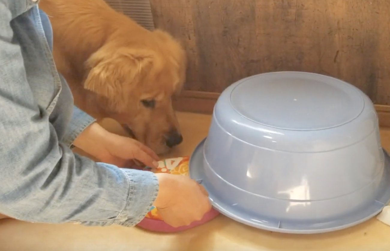 ゴールデンレトリーバー,動画