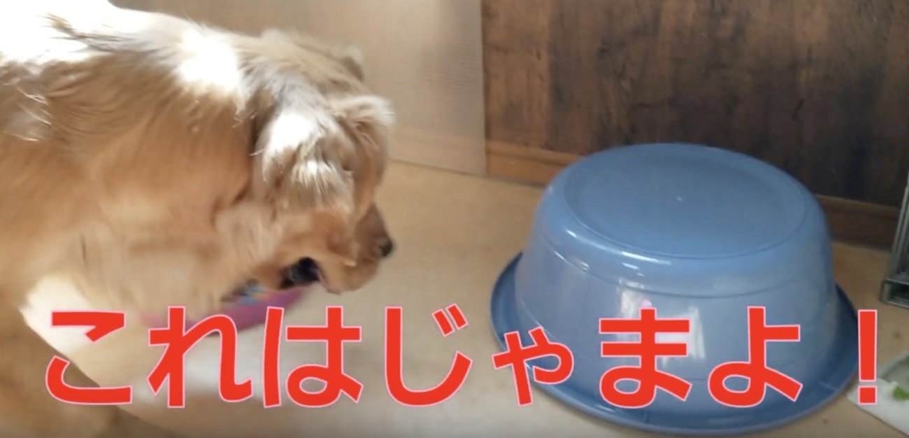 ゴールデンレトリーバー,動画