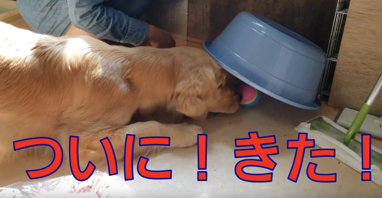 ゴールデンレトリーバー,動画