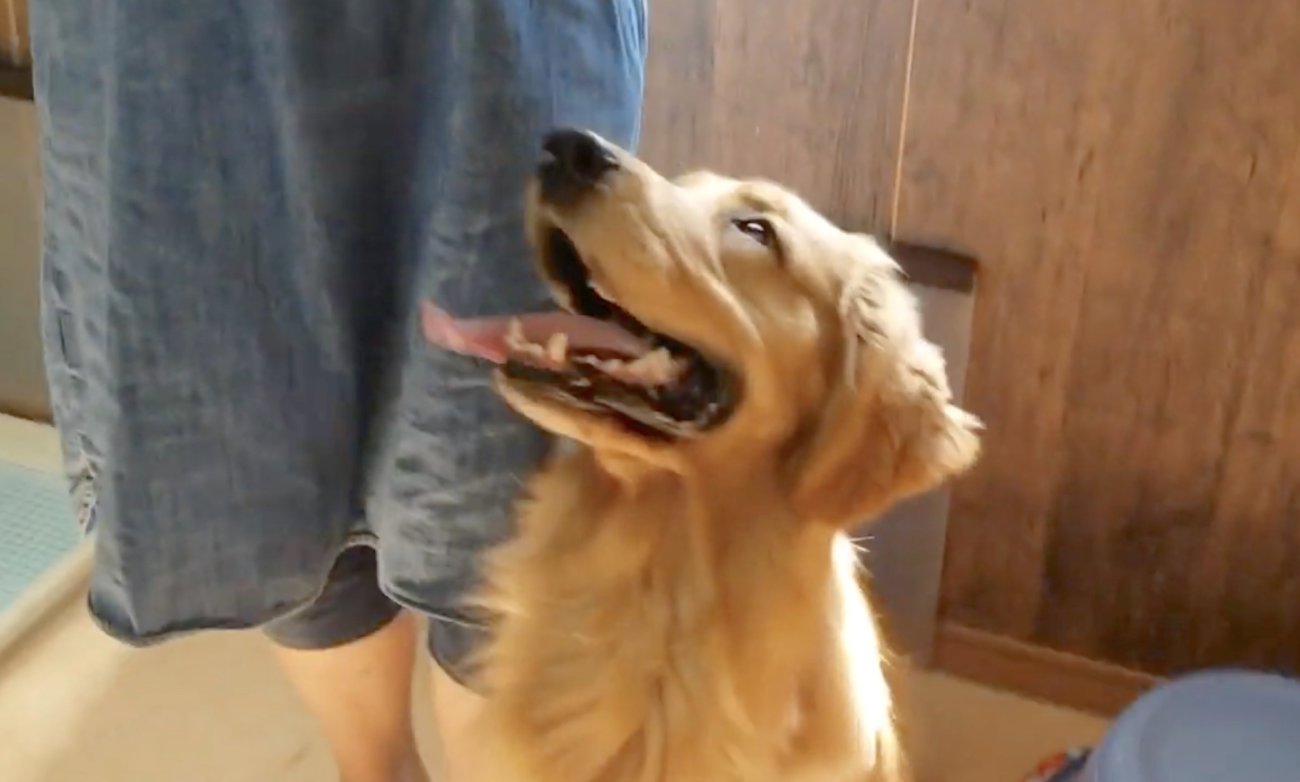 ゴールデンレトリーバー,動画