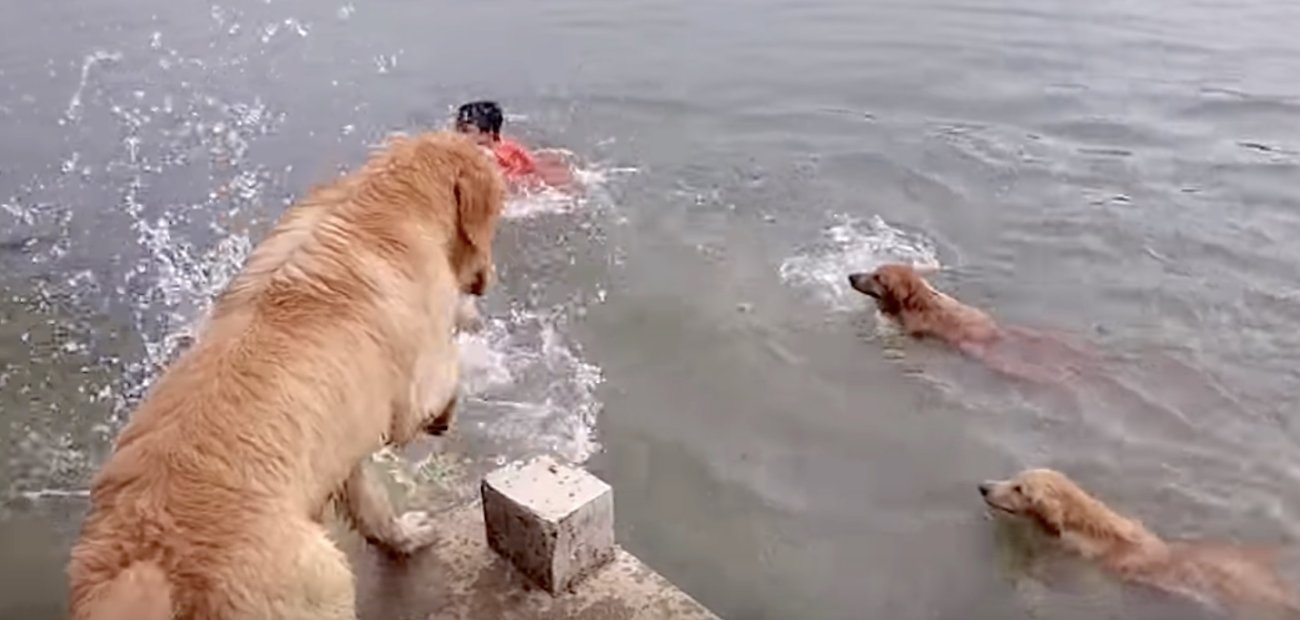 ゴールデンレトリーバー,動画