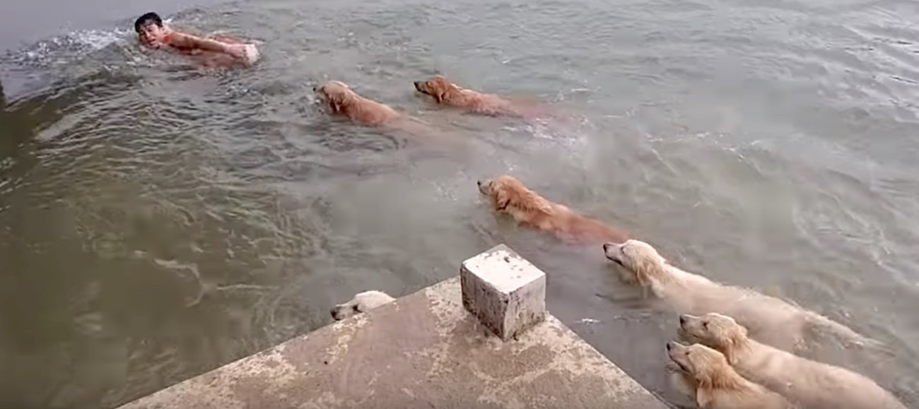 ゴールデンレトリーバー,動画