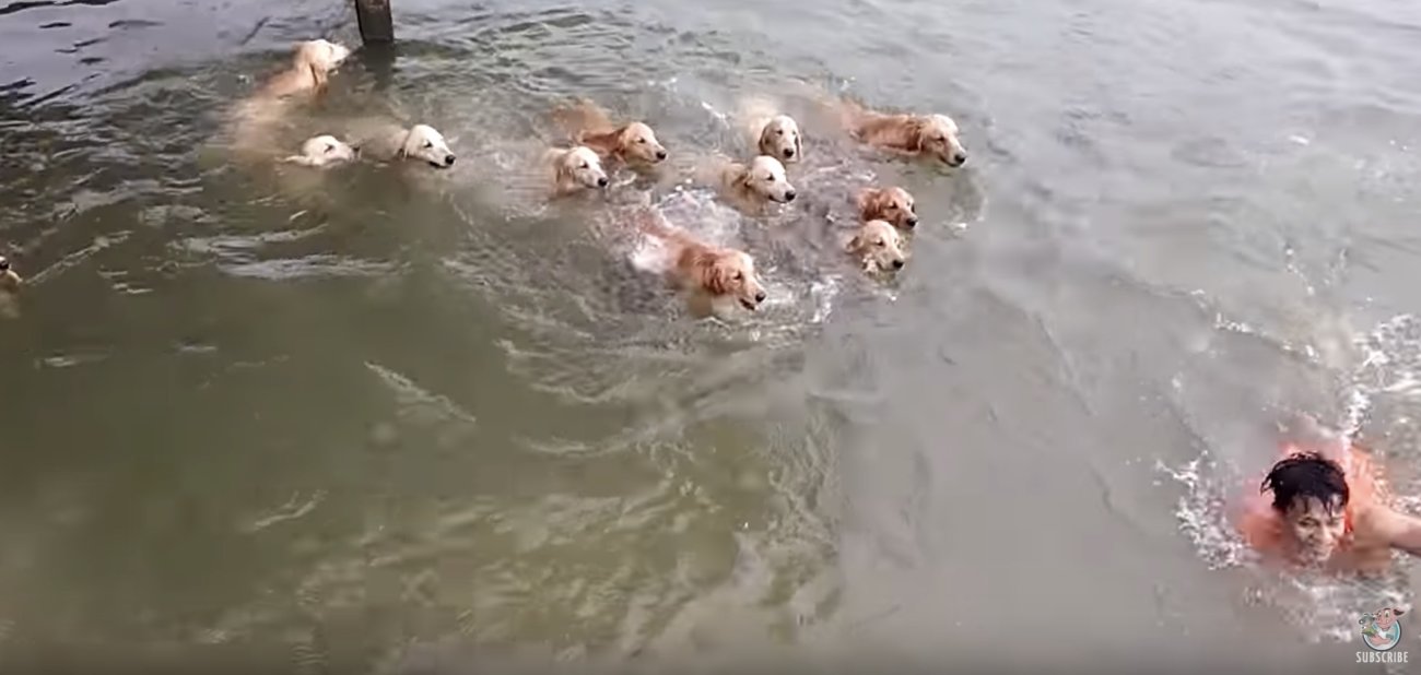 ゴールデンレトリーバー,動画