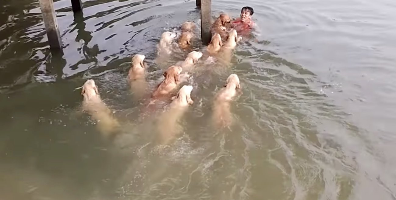 ゴールデンレトリーバー,動画