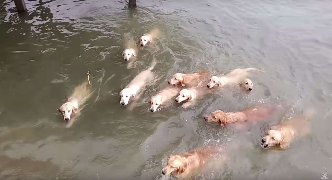 ゴールデンレトリーバー,動画