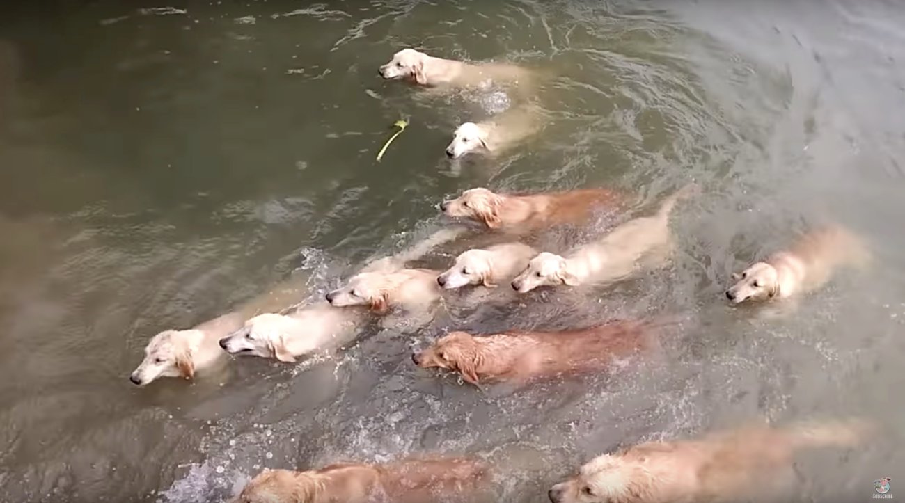 ゴールデンレトリーバー,動画