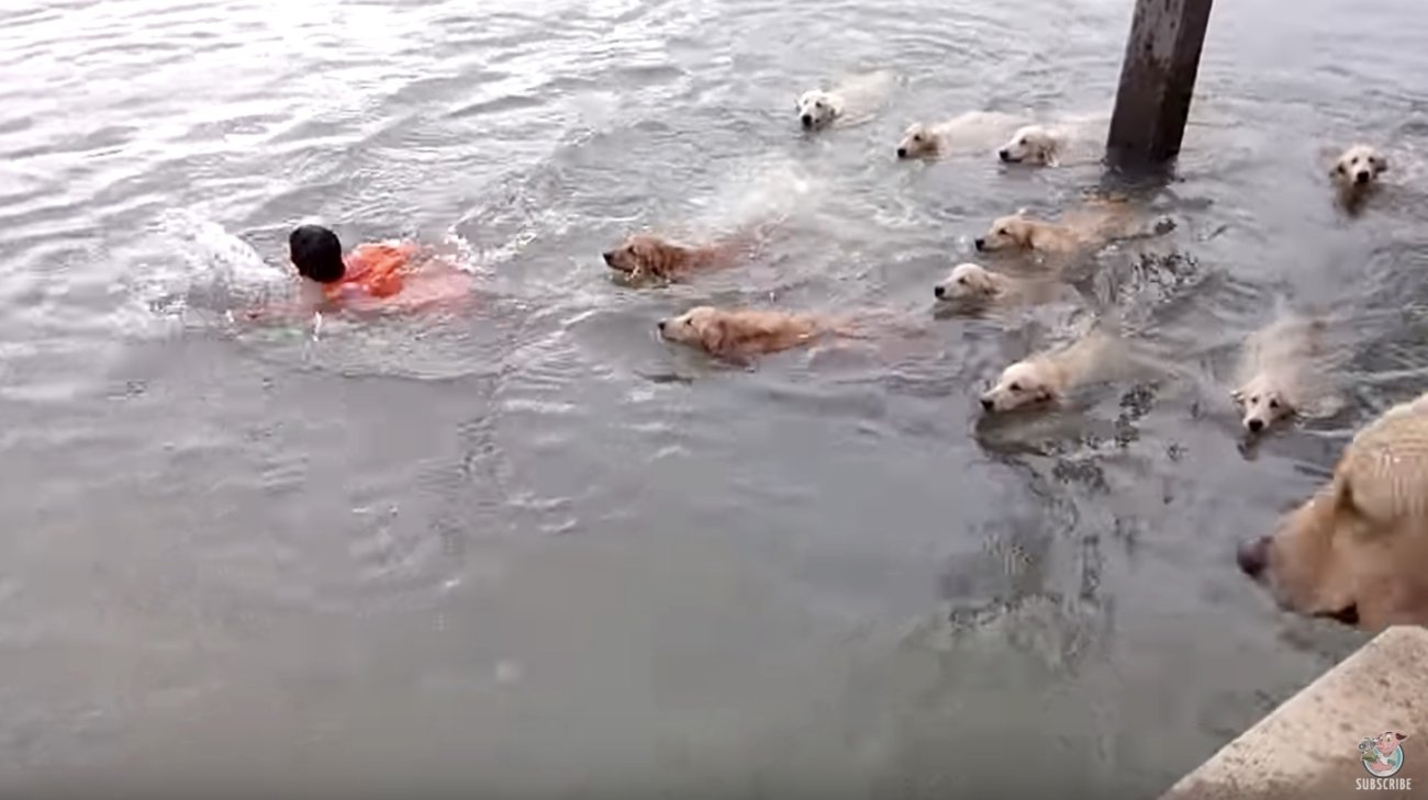 ゴールデンレトリーバー,動画