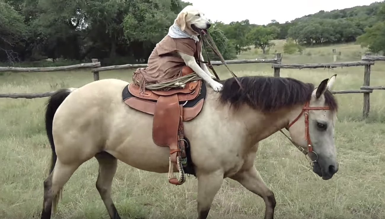 ラブラドールレトリーバー,動画