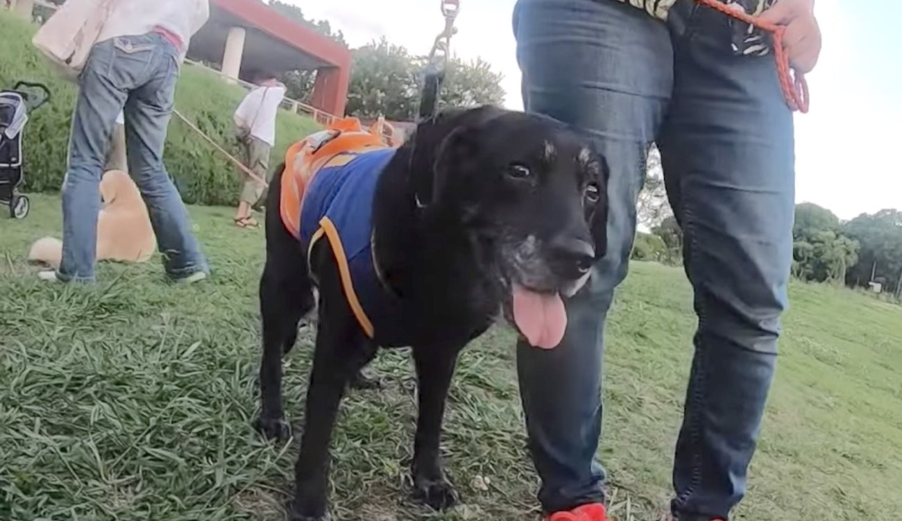 ラブラドールレトリーバー,動画