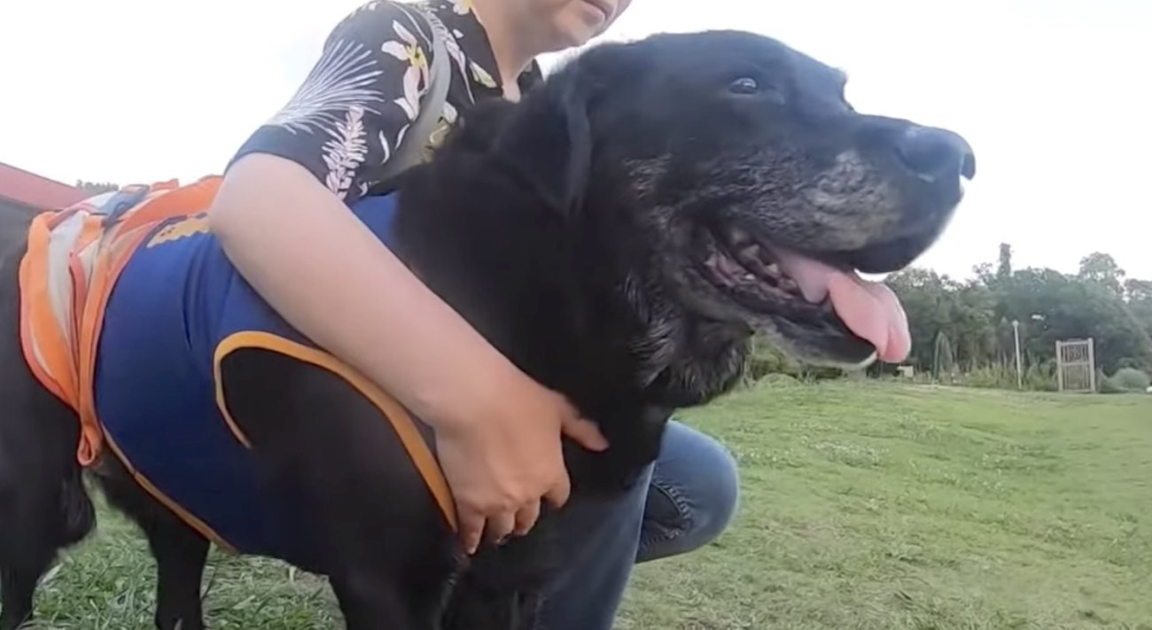 ラブラドールレトリーバー,動画