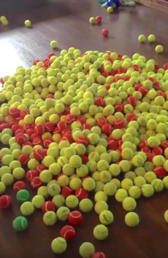 ゴールデンレトリーバー,動画