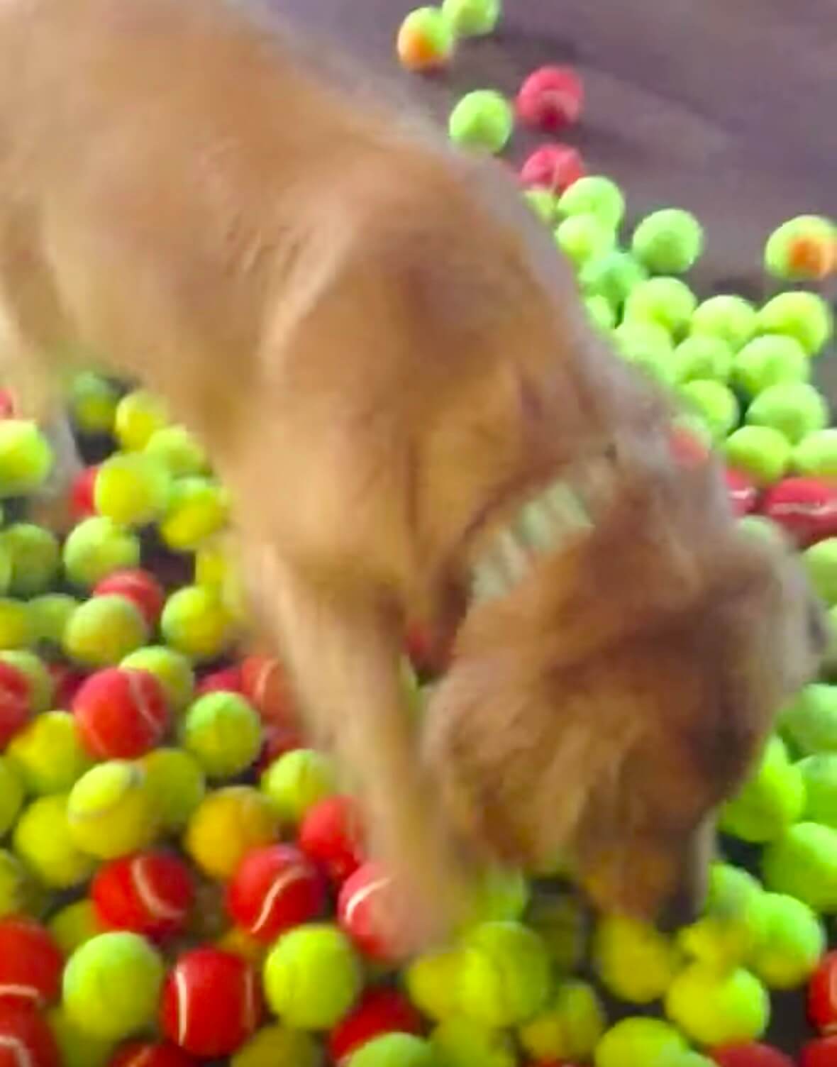 ゴールデンレトリーバー,動画