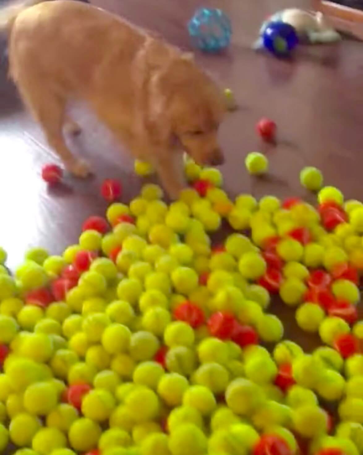 ゴールデンレトリーバー,動画