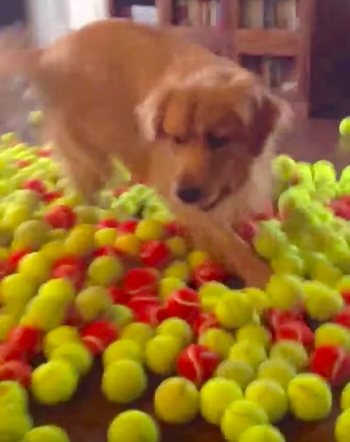 ゴールデンレトリーバー,動画