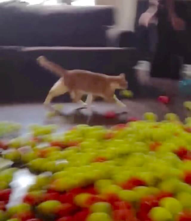 ゴールデンレトリーバー,動画