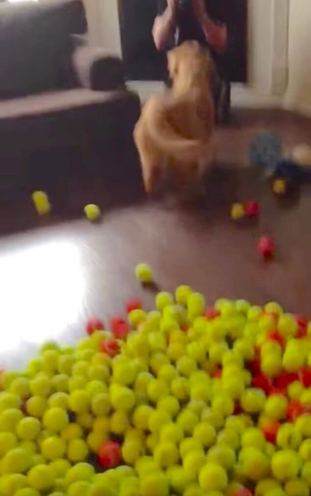 ゴールデンレトリーバー,動画