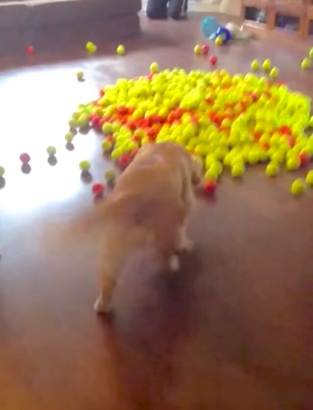 ゴールデンレトリーバー,動画