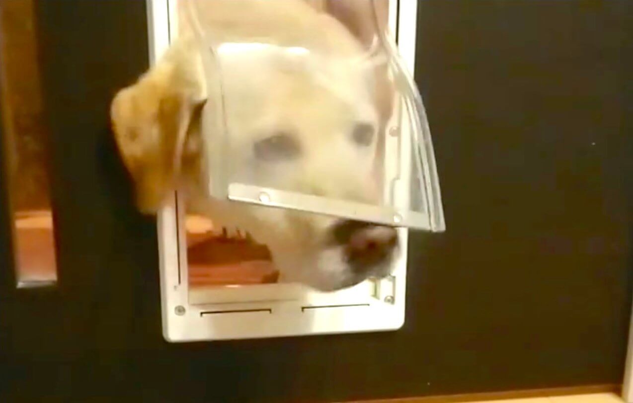 ラブラドールレトリーバー