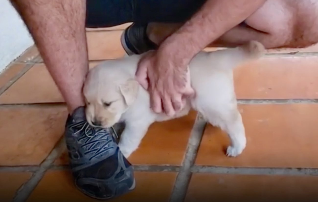 ゴールデンレトリーバー