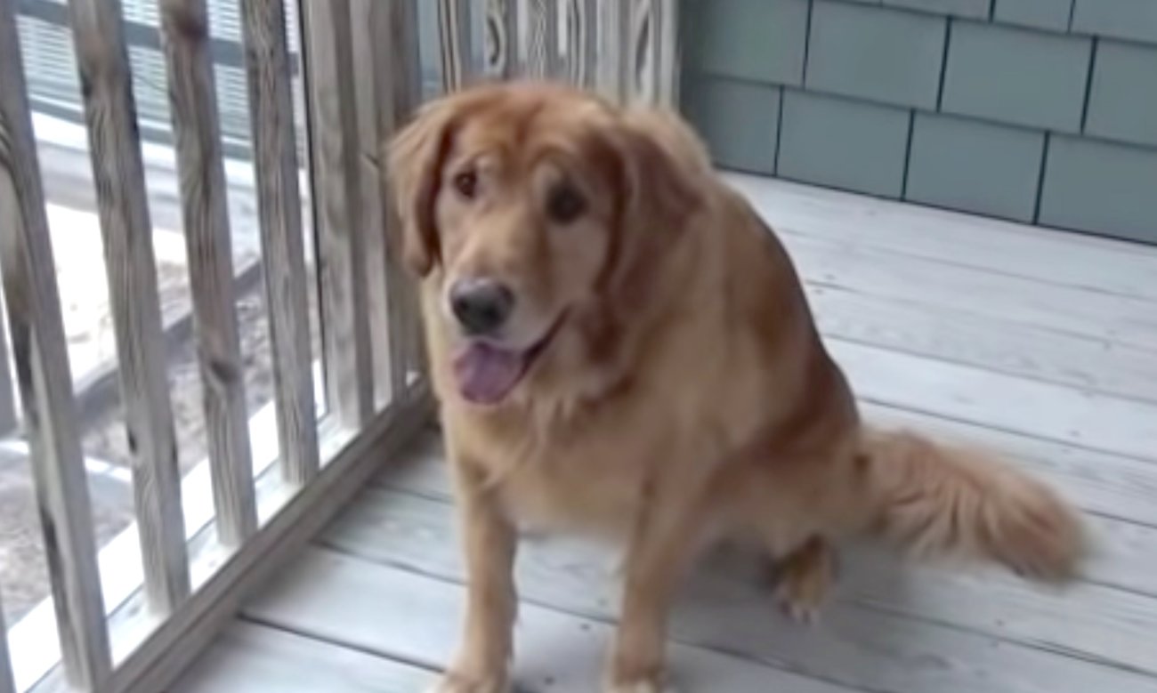 ゴールデンレトリーバー,動画