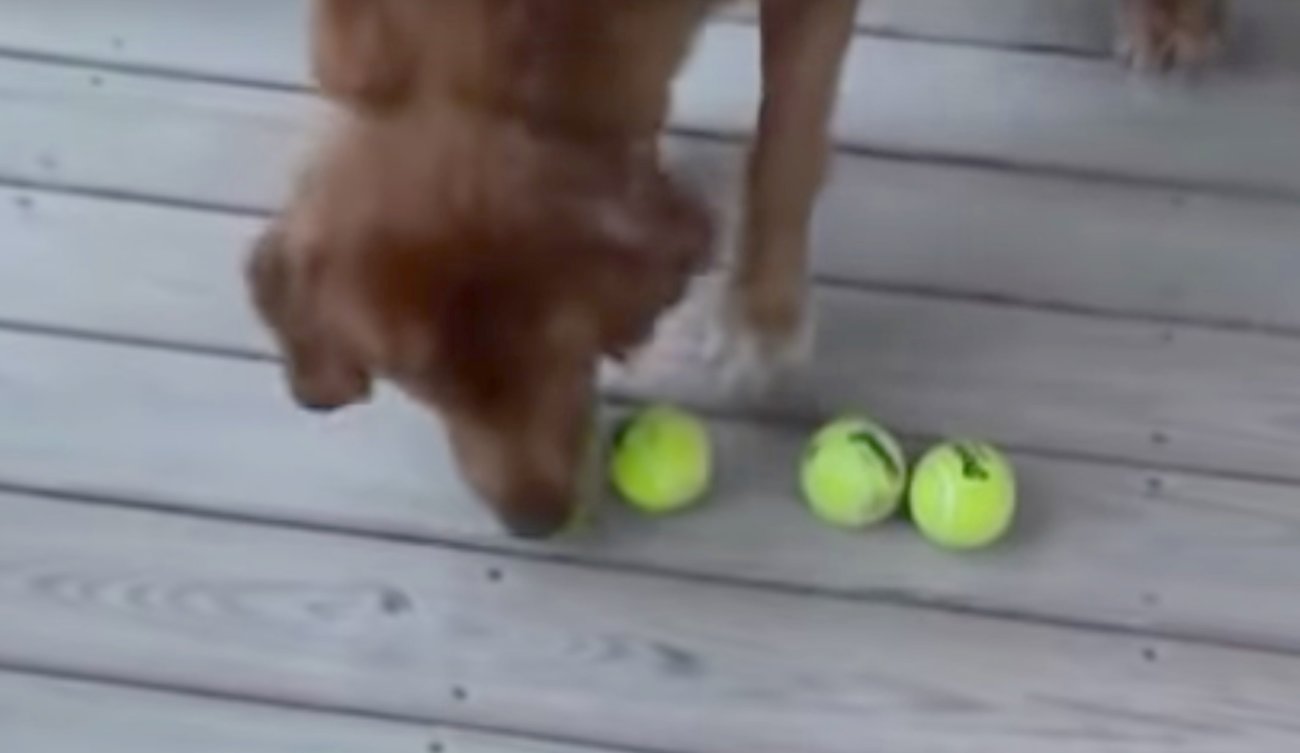 ゴールデンレトリーバー,動画