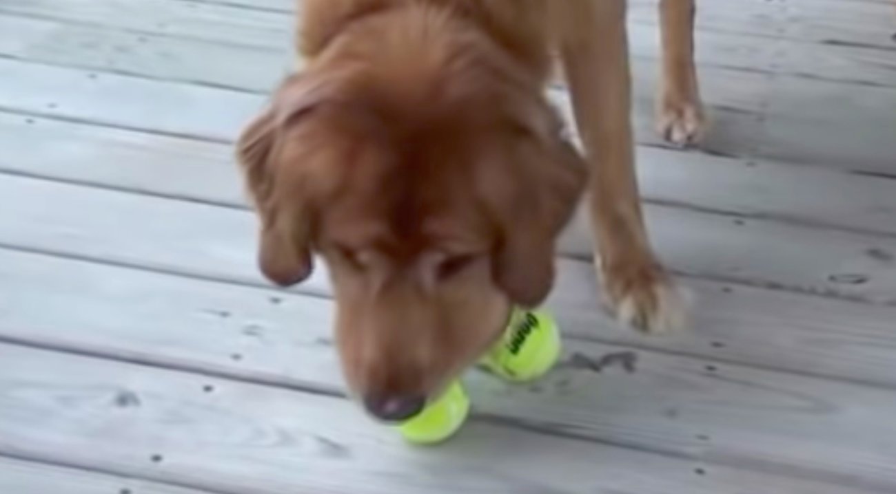 ゴールデンレトリーバー,動画