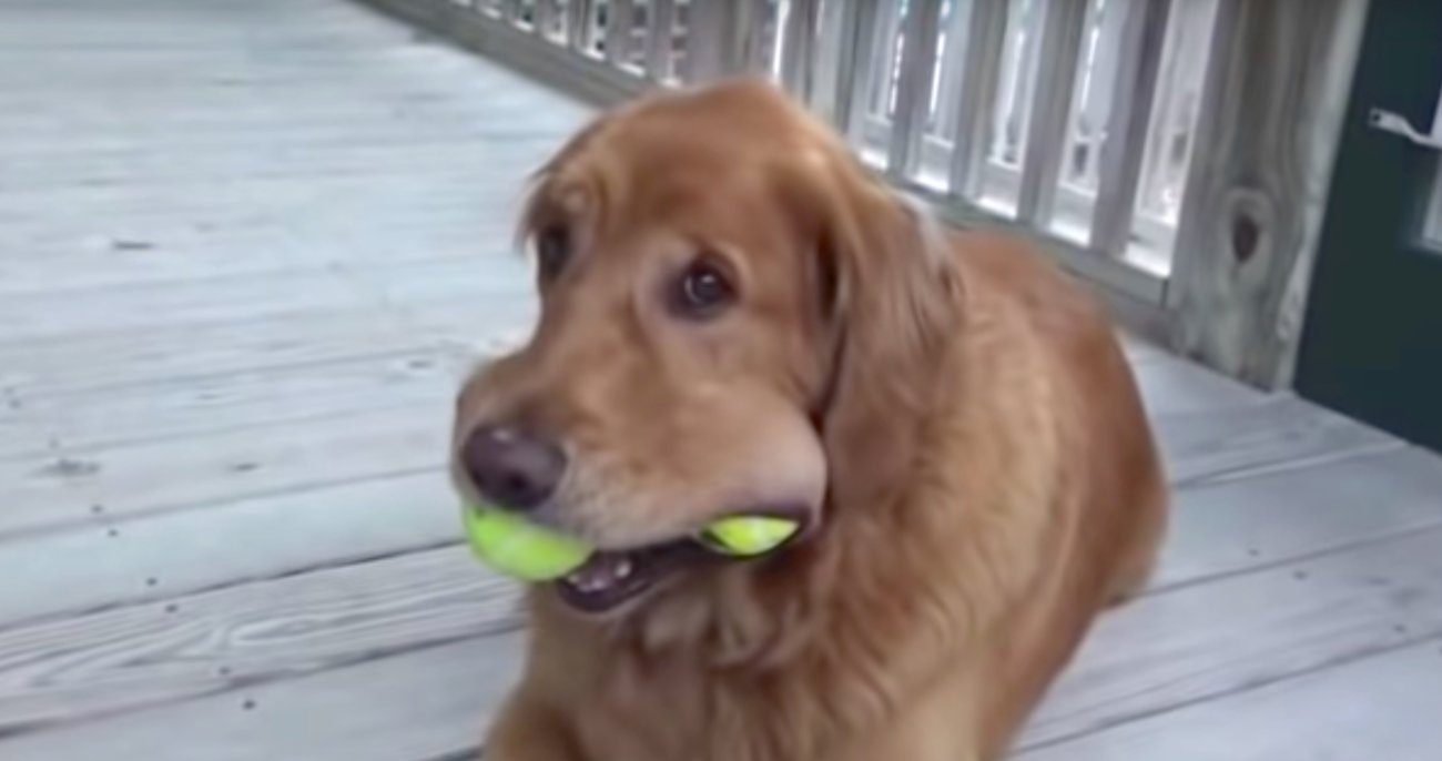 ゴールデンレトリーバー,動画