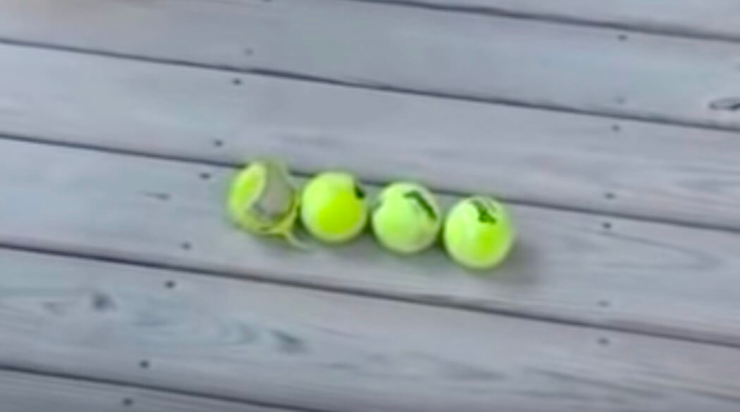 ゴールデンレトリーバー,動画