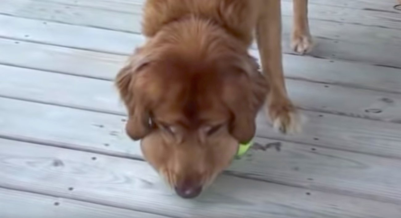 ゴールデンレトリーバー,動画