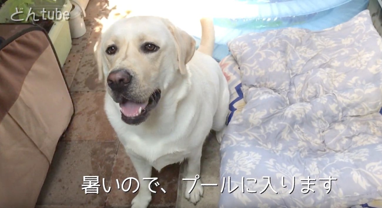 ラブラドールレトリーバー,動画