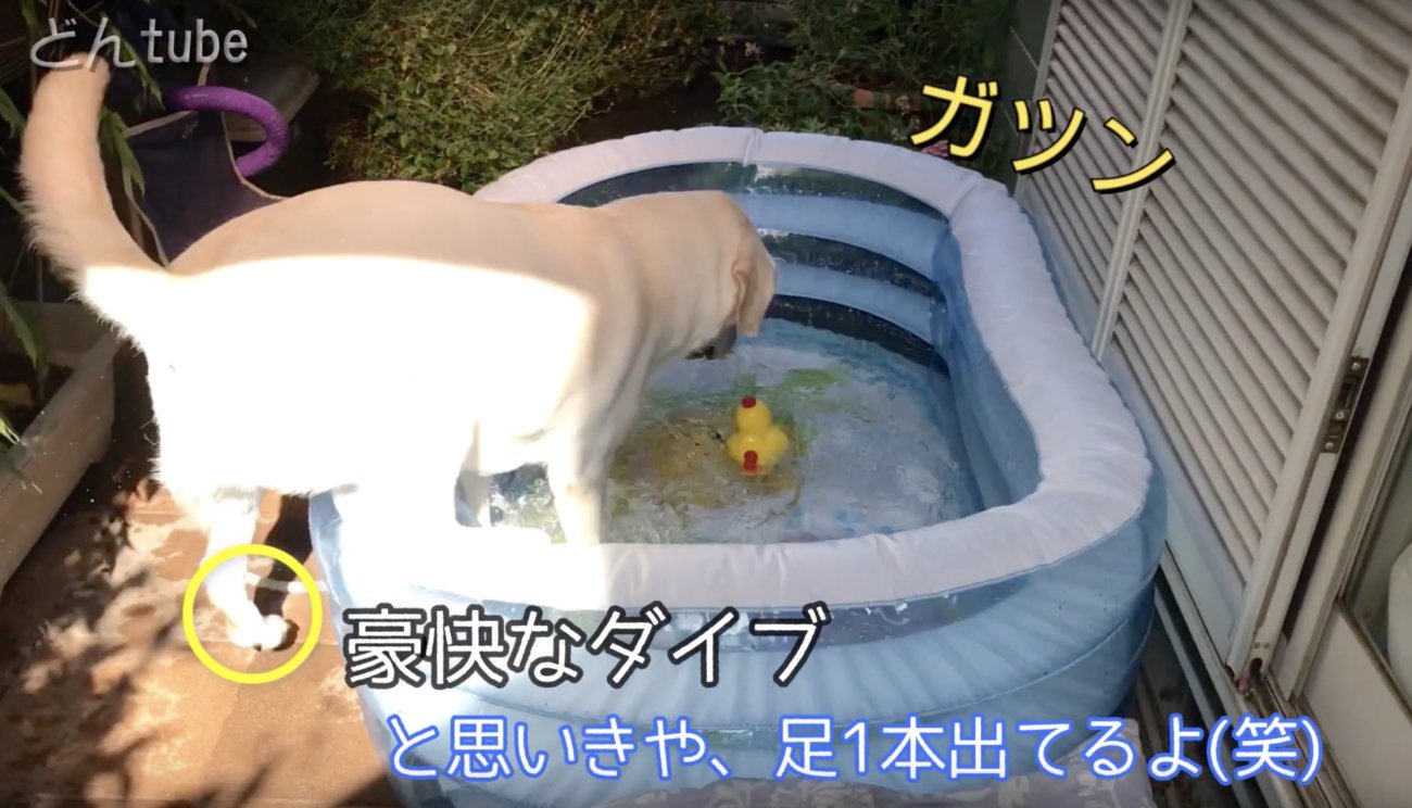 ラブラドールレトリーバー,動画