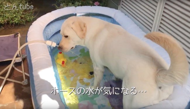 ラブラドールレトリーバー,動画