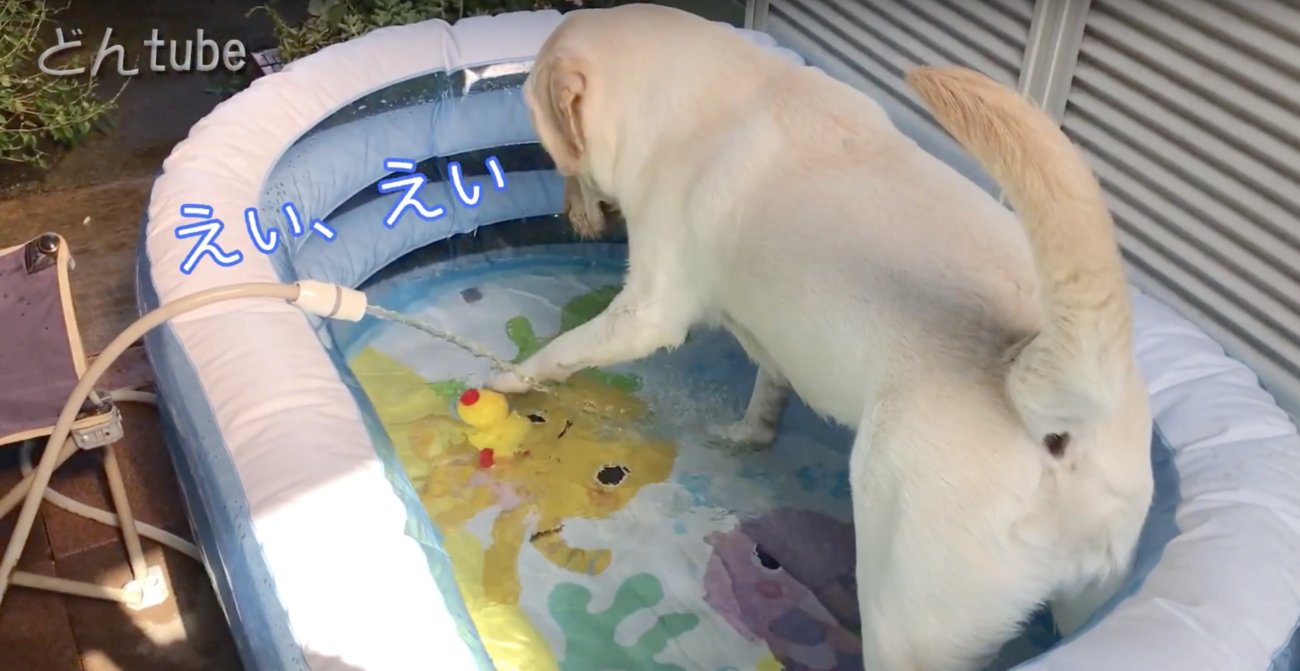 ラブラドールレトリーバー,動画