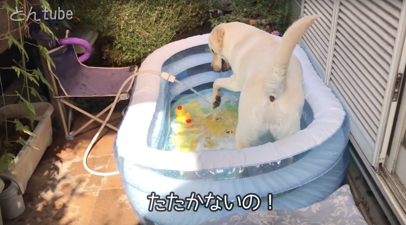 ラブラドールレトリーバー,動画