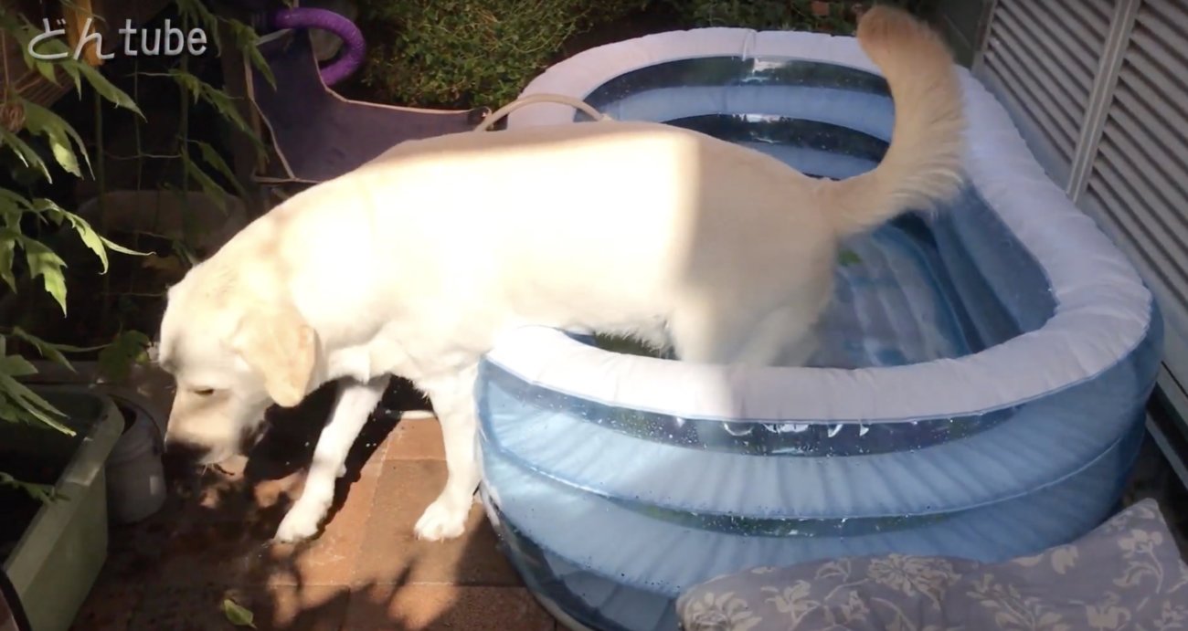 ラブラドールレトリーバー,動画