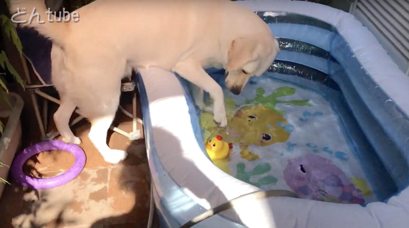 ラブラドールレトリーバー,動画