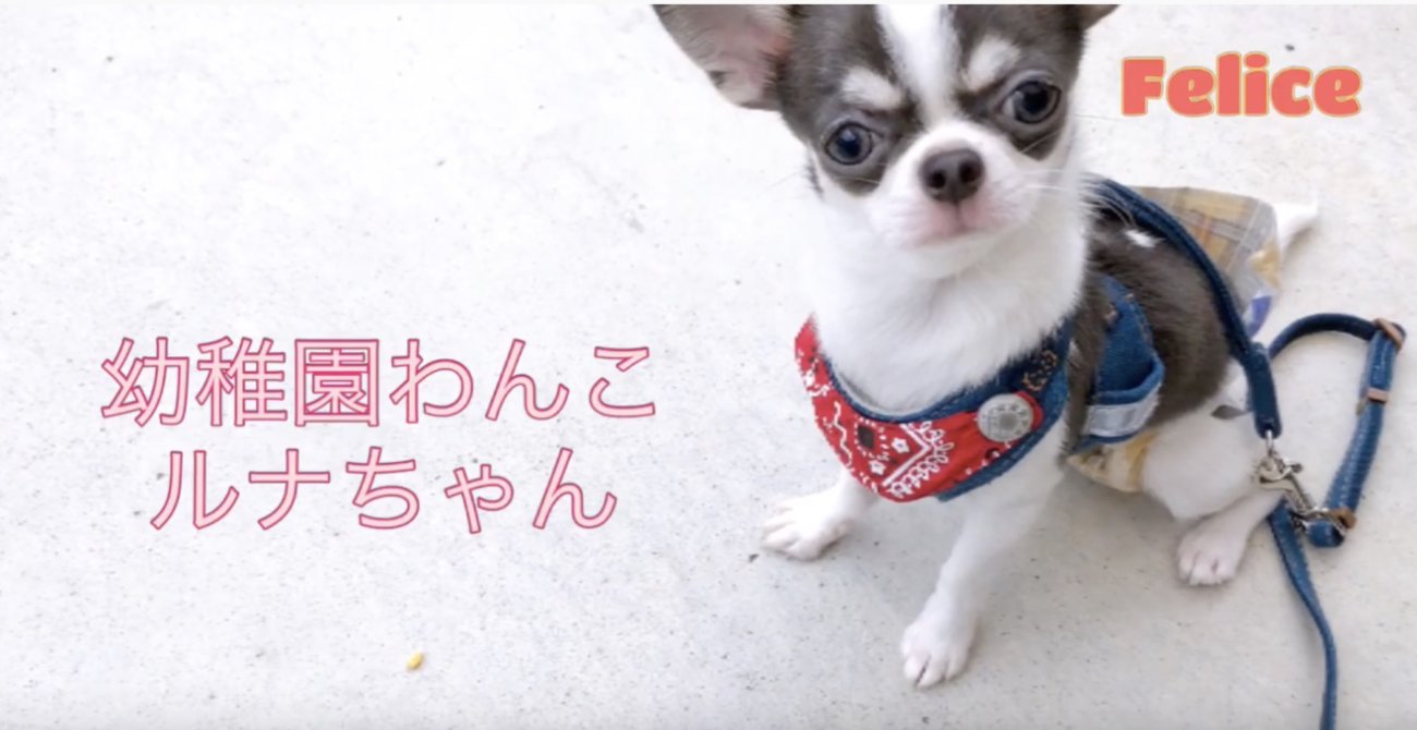 ラブラドールレトリーバー,動画